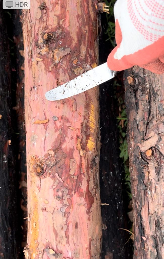 Peeling bark from pole with knife